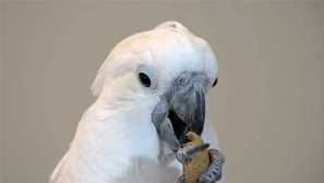 História mentálne nestabilného ccadada prokhor